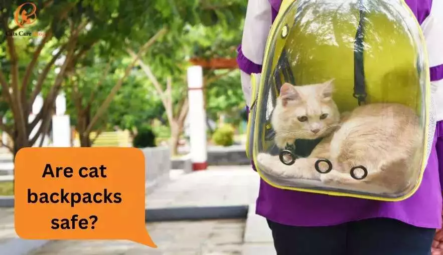 Are cat backpacks safe?