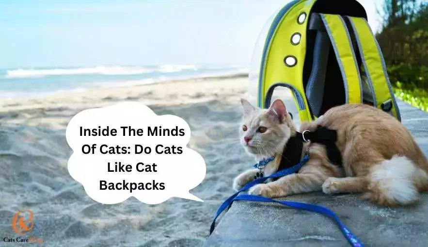 Inside the Minds of Cats: Do Cats Like Cat Backpacks?
