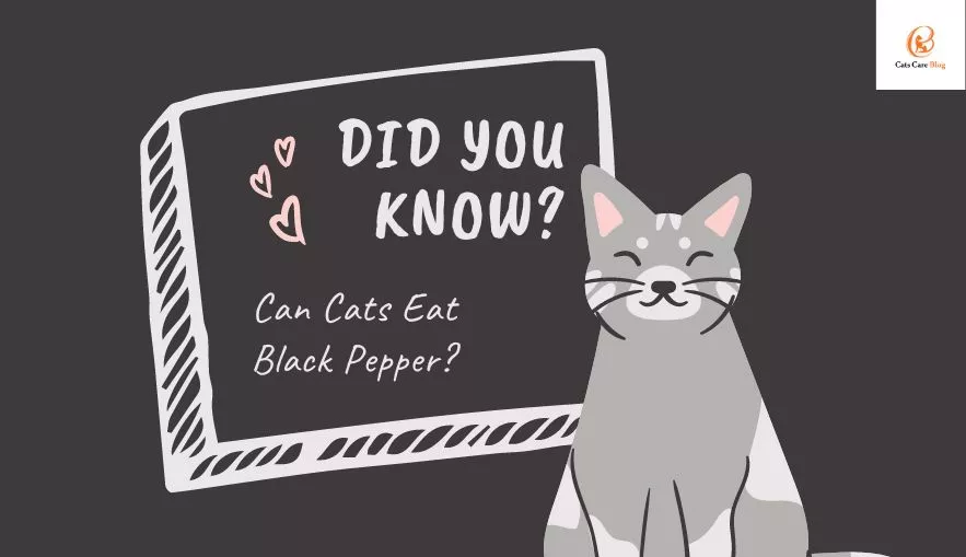 Can Cats Eat Black Pepper:(Does Black Pepper Keep Cats Away?)