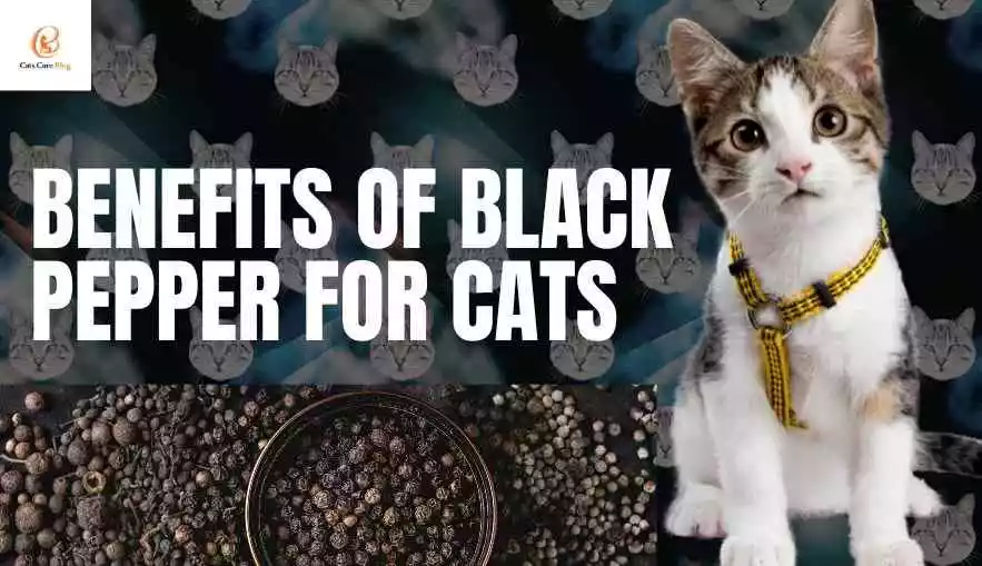 Benefits of black pepper for cats
