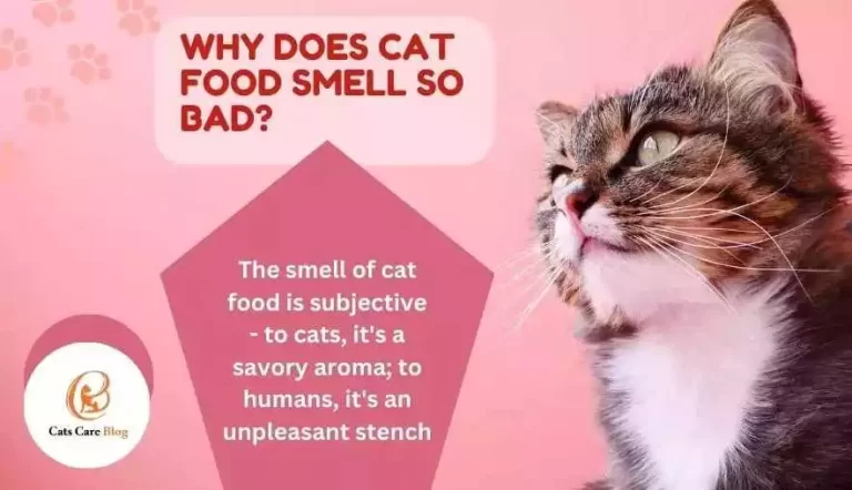 Why does cat food smell So bad