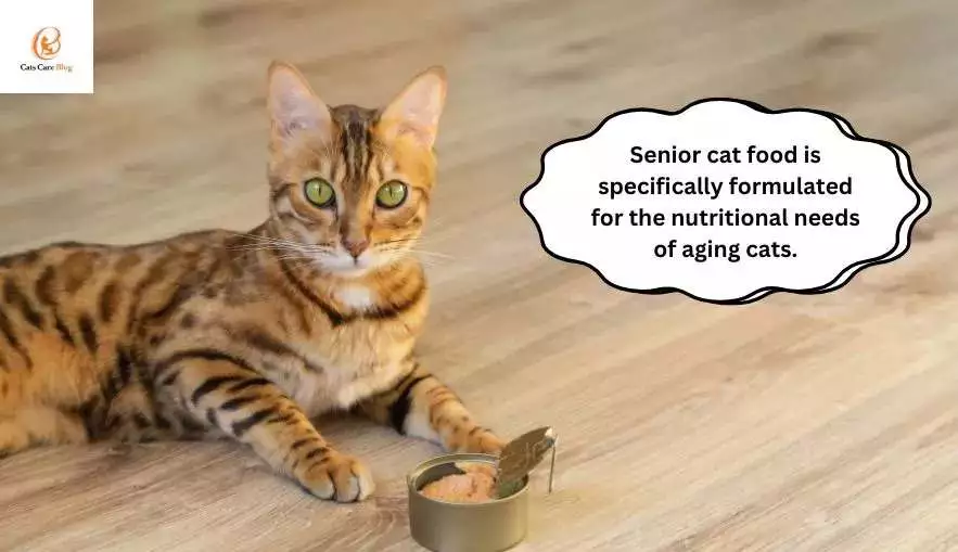 Understanding the Nutritional Needs of Older Cats