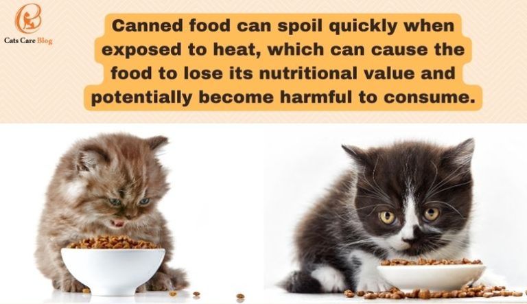 Can Canned Food Go Bad In Heat? (Is It Safe to Eat Canned Food )