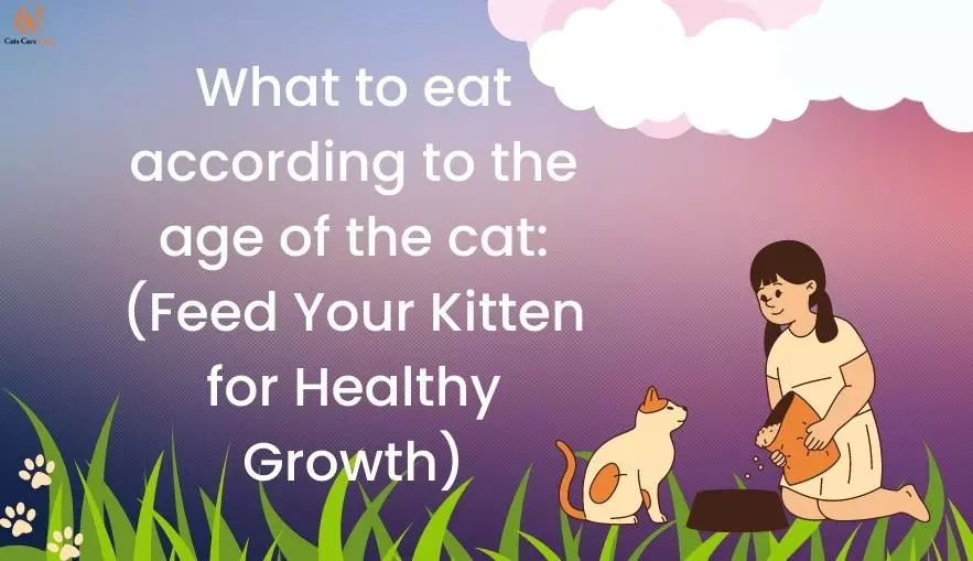 What to eat according to the age of the cat: (Feed Your Kitten for Healthy Growth)