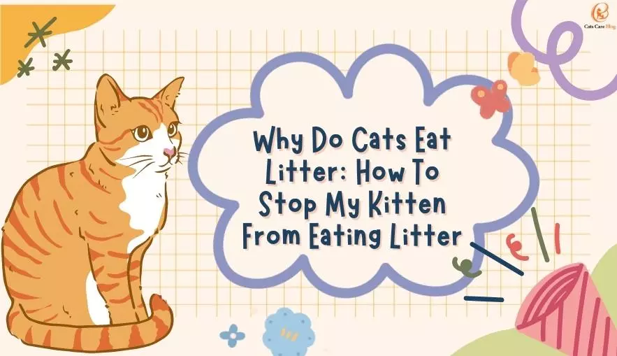 Why Do Cats Eat Litter: How To Stop My Kitten From Eating Litter