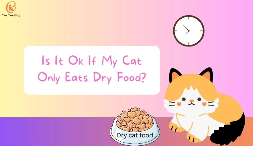 Cat Nutrition Demystified: (Is It Ok If My Cat Only Eats Dry Food?)
