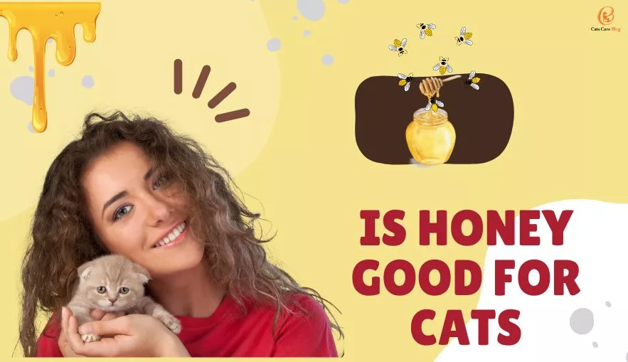 Is honey good for cats?
