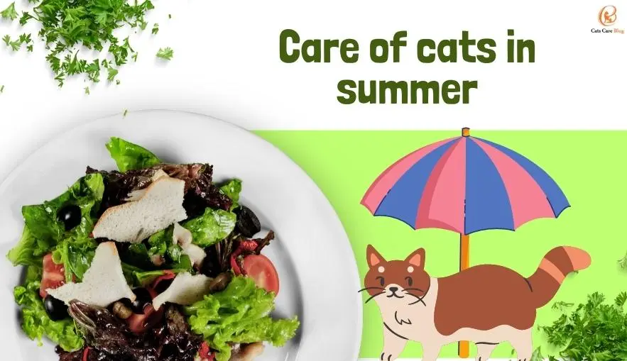 5 Homemade Cat Treats for Summer