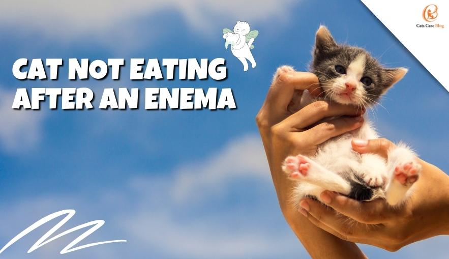 Cat not eating after an enema
