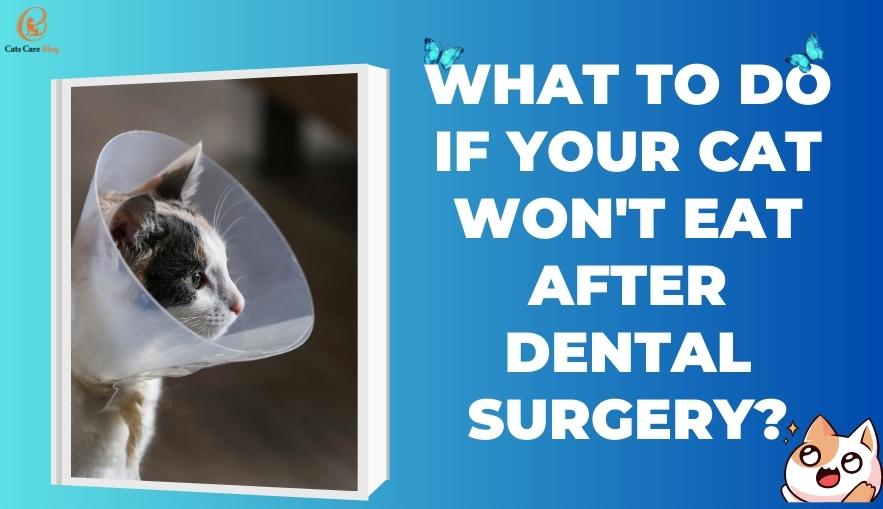 What to do if your cat won't eat after dental surgery?