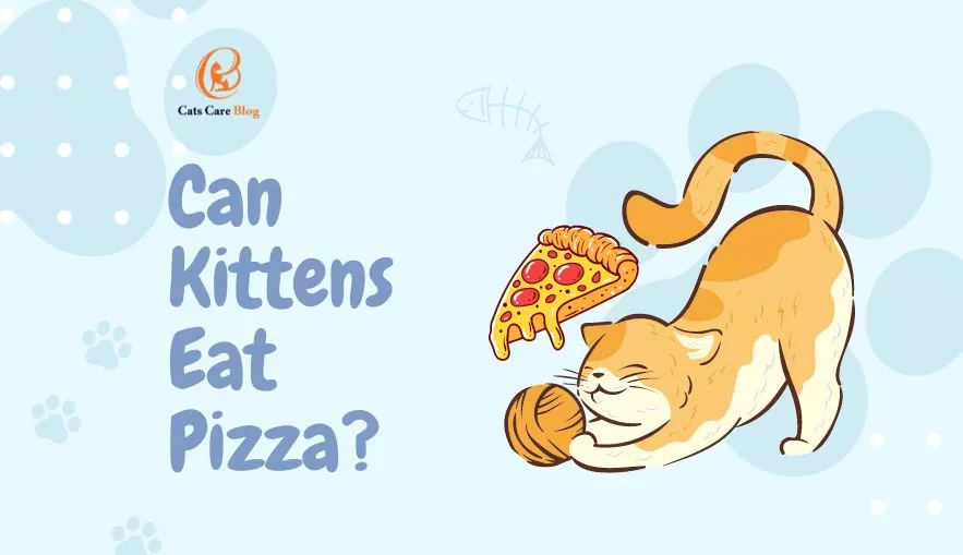 My Cat Ate Pizza! What Should I Do?