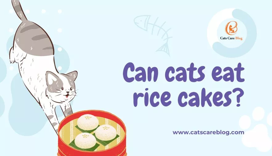 Can cats eat rice cakes? | What Every Cat Owner Should Know