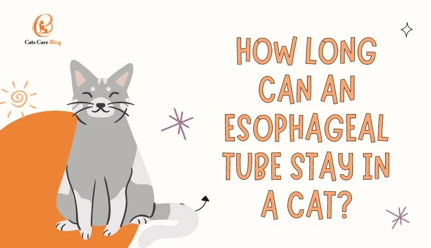 How to place an esophagostomy tube in a cat?