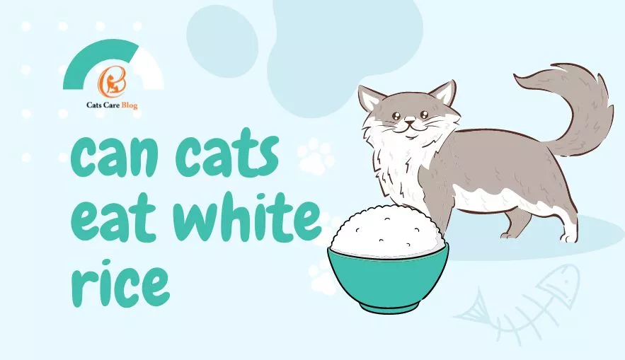 Alternatives to rice cakes for cats