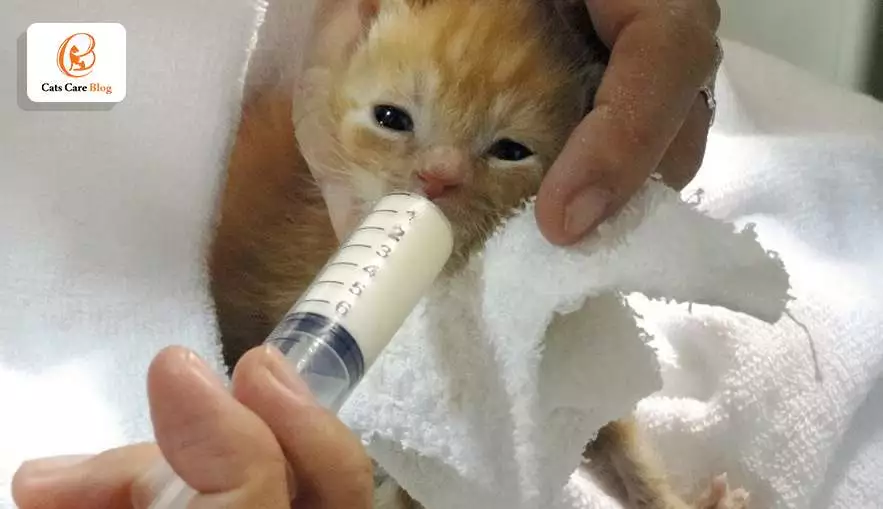 The benefits of using a kitten tube feeding chart