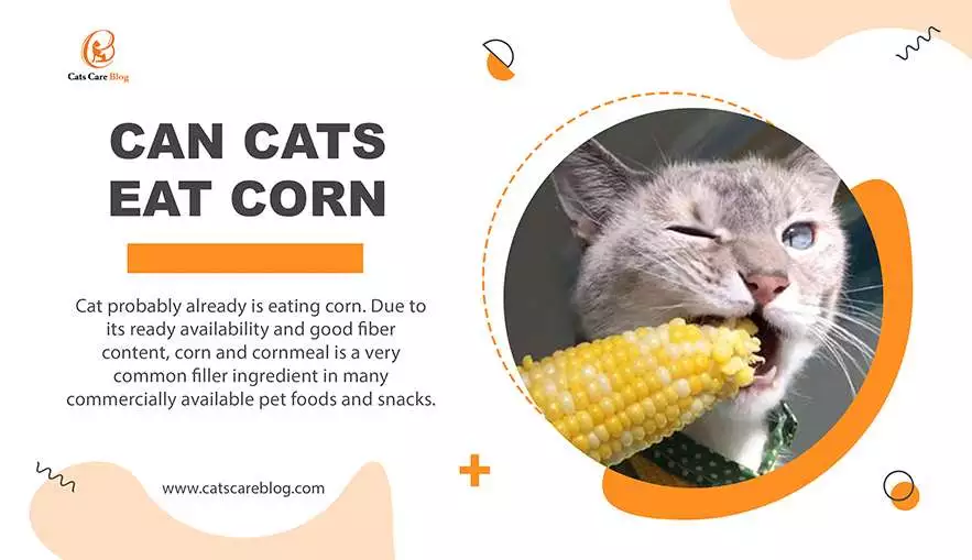 Can Cats Eat Corn: Here's What You Need to Know