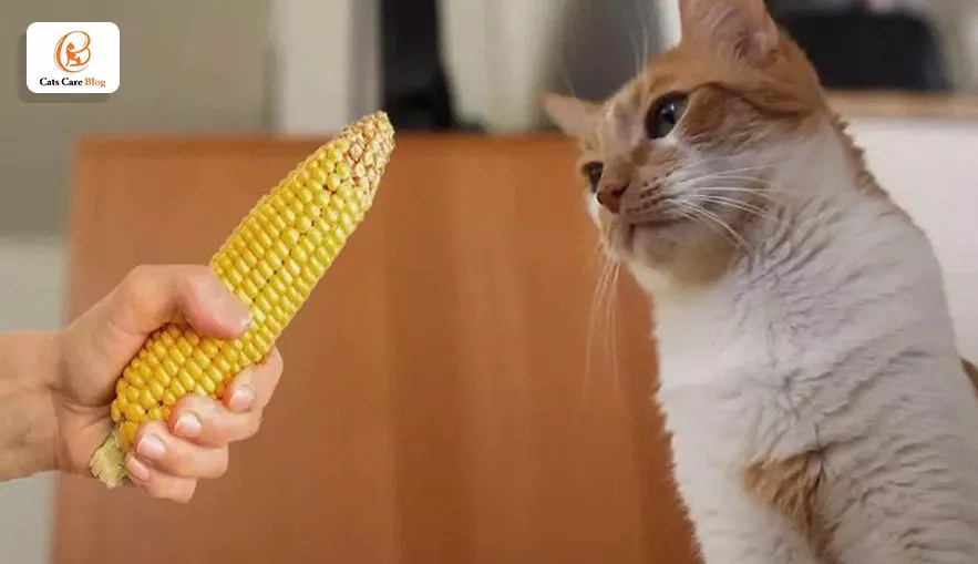 Is corn good for cats