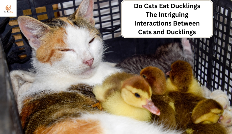 Do Cats Eat Ducklings The Intriguing Interactions Between Cats and Ducklings