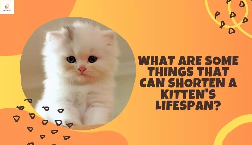 What are some things that can shorten a kitten's lifespan?