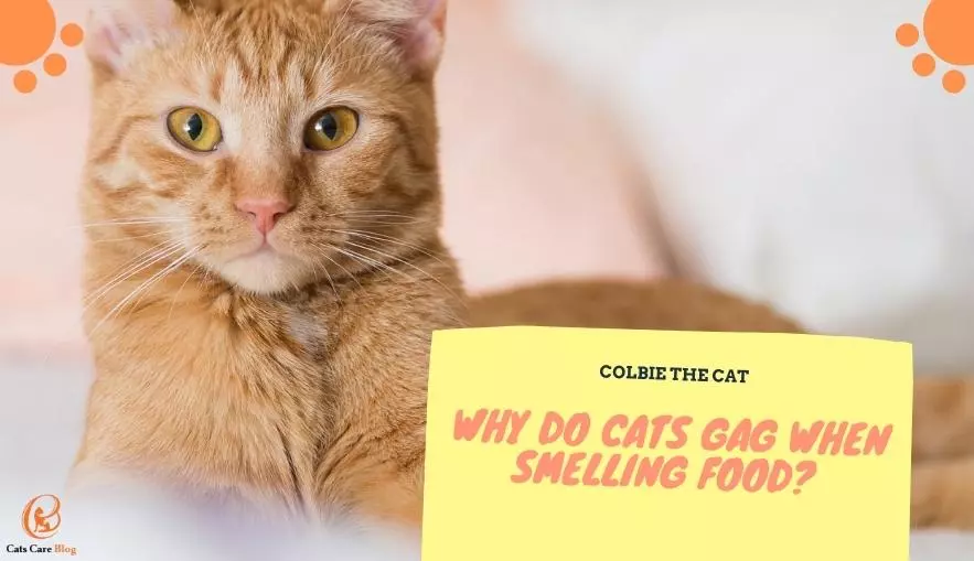 Why do cats gag when smelling food? 