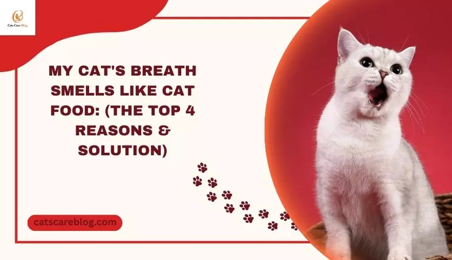 My Cat's Breath Smells Like Cat Food: (The Top 4 Reasons & Solution)