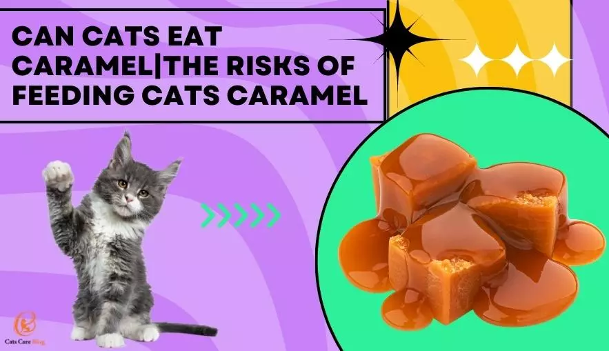 Can Cats Eat Caramel|The Risks of Feeding Cats Caramel