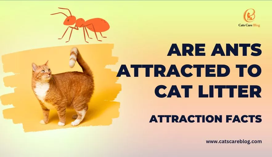 Are Ants Attracted To Cat Litter | How To Keep Them Away?