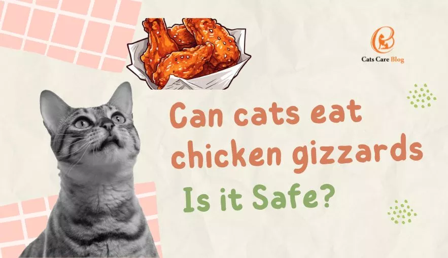 Can cats eat chicken gizzards | Is it Safe For my feline Friend? 