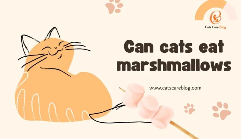 Can cats eat marshmallows |Are marshmallows bad for cats?