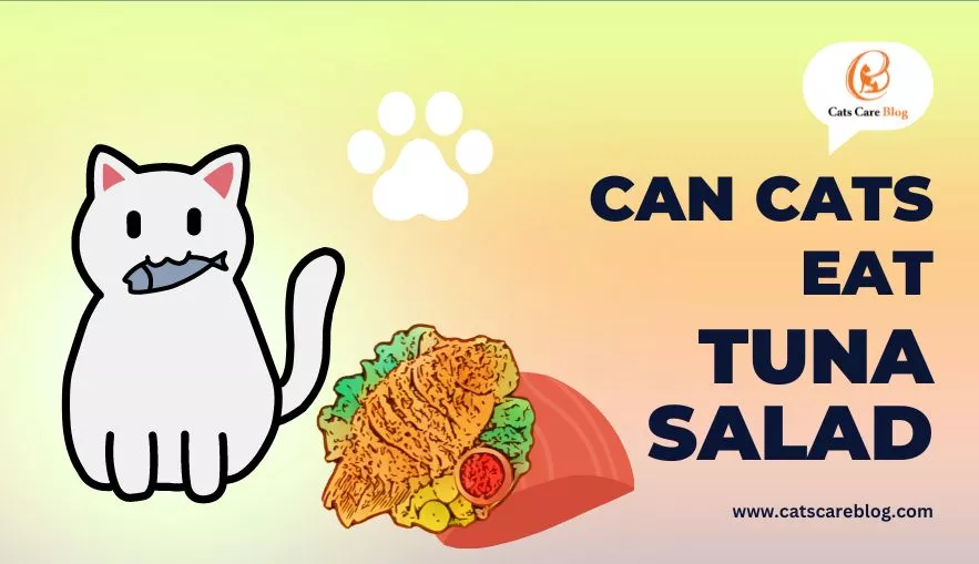 Can cats eat tuna salad | The Answer May Surprise You