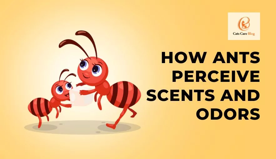 How ants Perceive Scents and Odors?