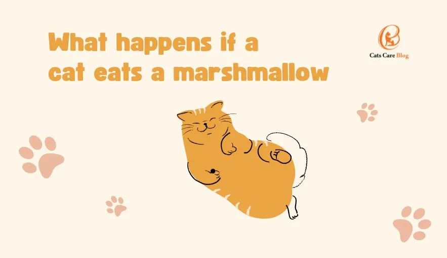 What happens if a cat eats a marshmallow?