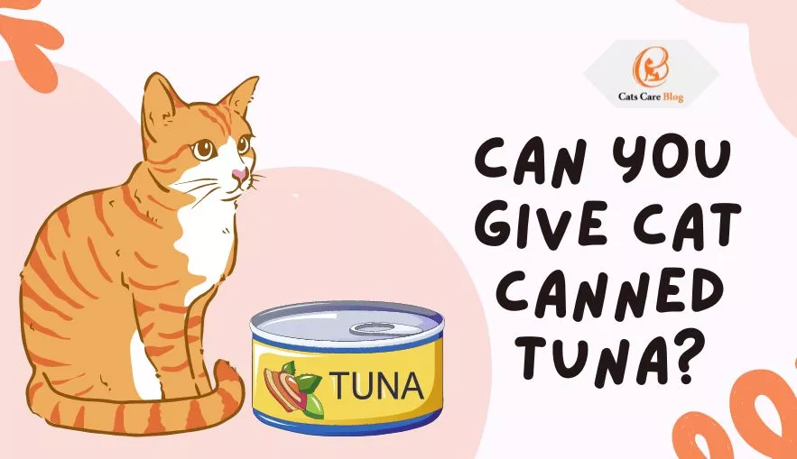Can Cats Eat Canned Tuna?