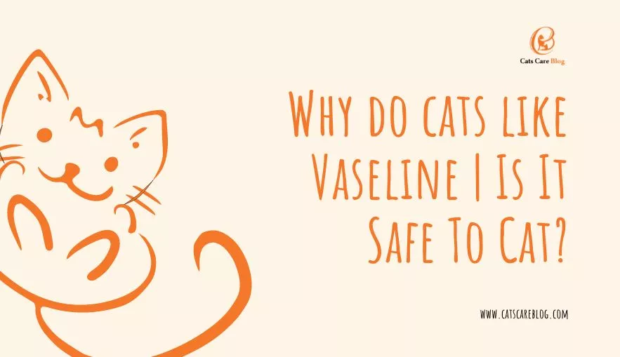 Why Do Cats Like Vaseline | Is It Safe To Cats?