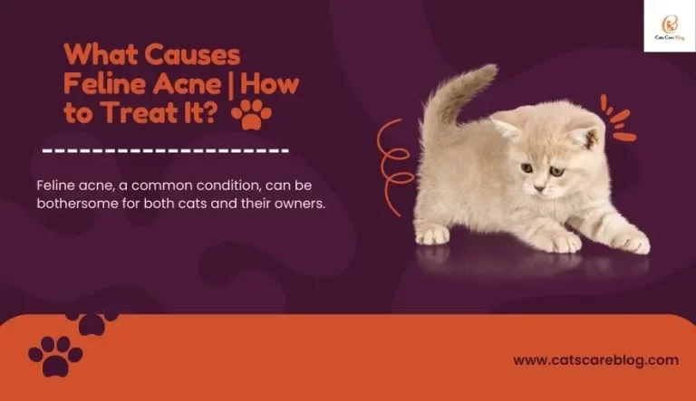 What Causes Feline Acne | How to Treat It?