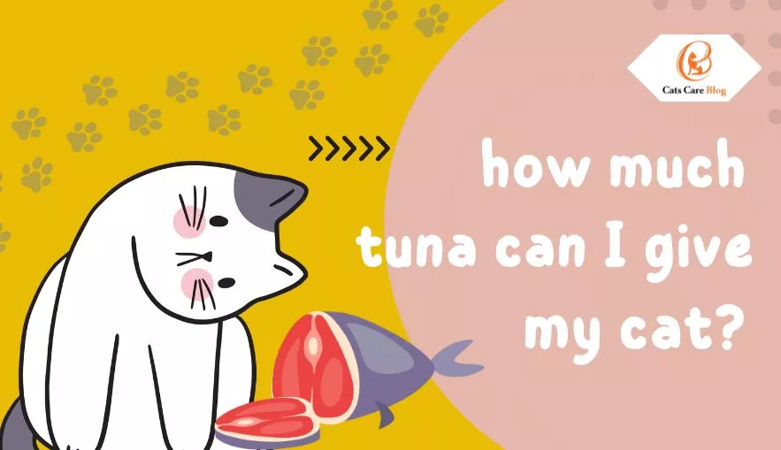 How Much Tuna Can I Give My Cat?