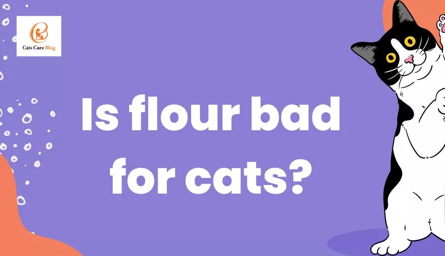 Is flour bad for cats?