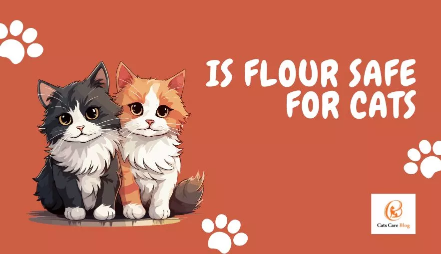 Is flour safe for cats?