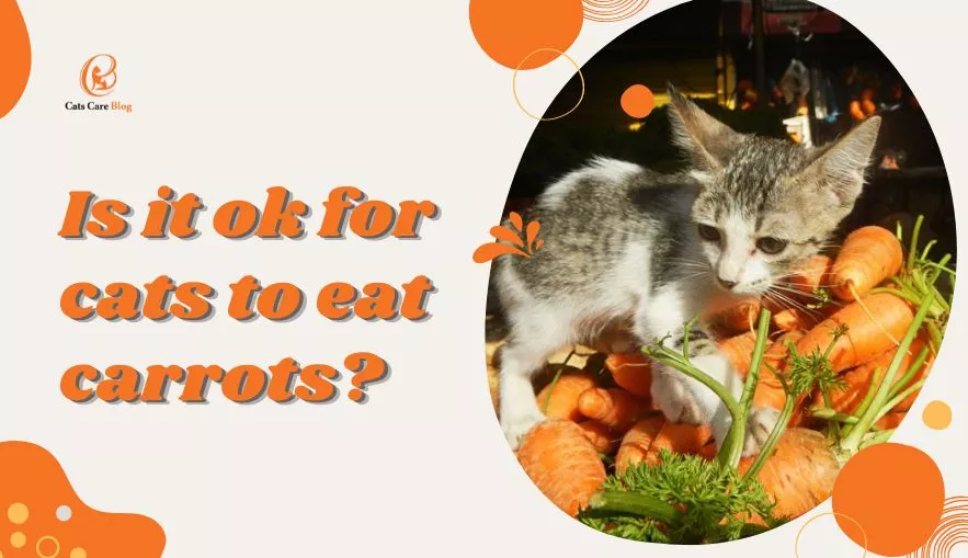 Is it ok for cats to eat carrots? 