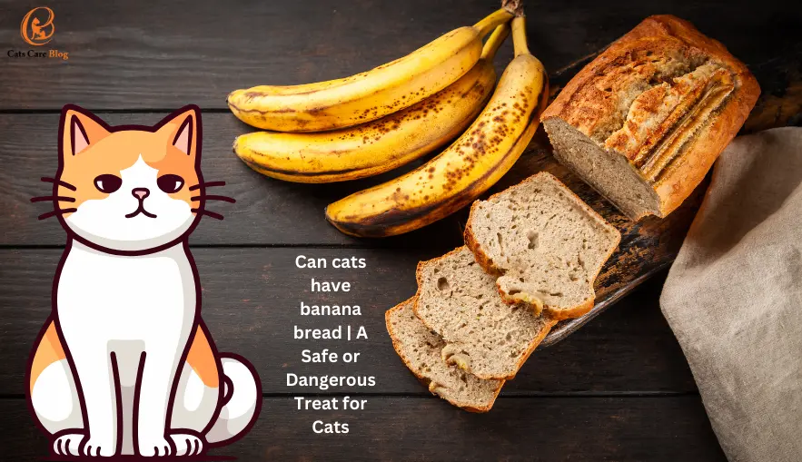 Can cats have banana bread | A Safe or Dangerous Treat for Cats