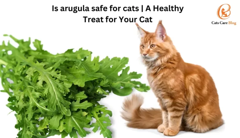 Is arugula safe for cats | A Healthy Treat for Your Cat