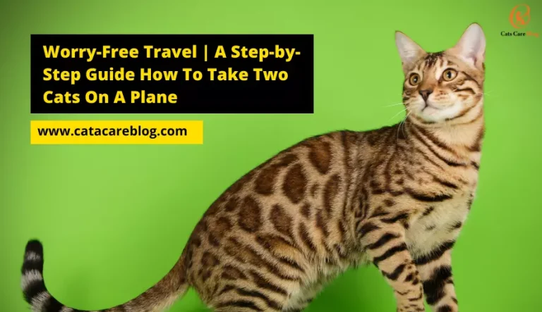 Worry-Free Travel | A Step-by-Step Guide How To Take Two Cats On A Plane