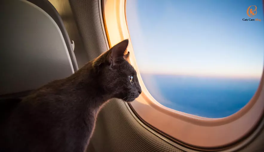 How to take two cats on a plane?