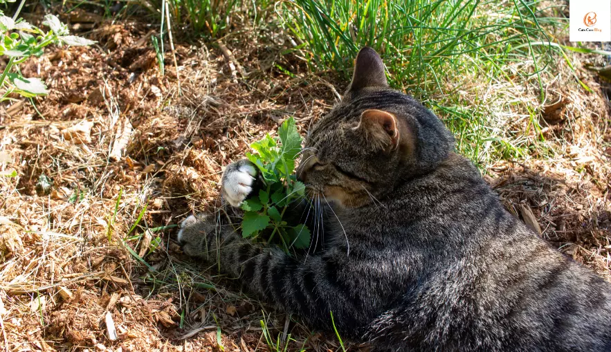 Is Catnip Bad for Pregnant Cats?