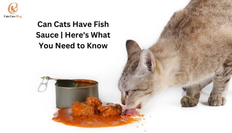 Can Cats Have Fish Sauce | Here's What You Need to Know