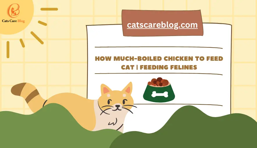 How much boiled chicken to feed cat |Feeding Felines