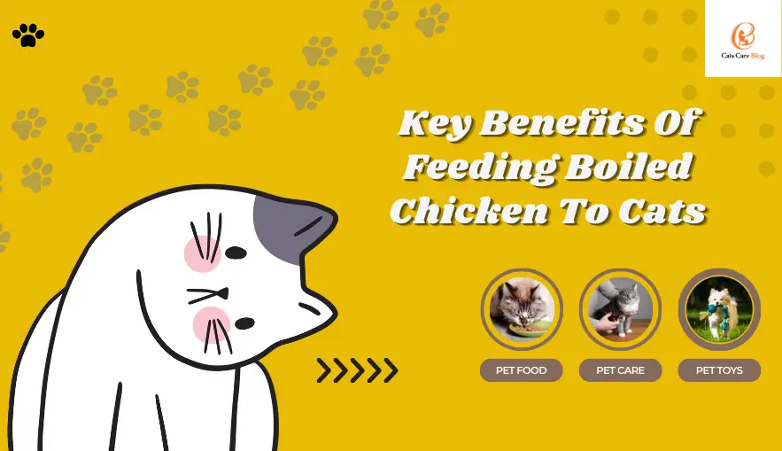 Key Benefits Of Feeding Boiled Chicken To Cats