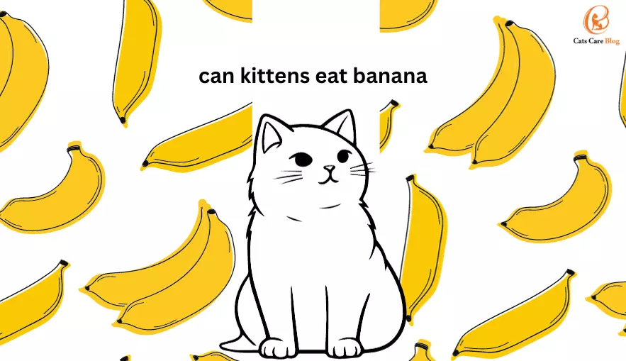 Can Kittens Eat Banana?