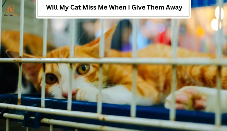 Will My Cat Miss Me When I Give Them Away? Discover the Truth
