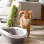 Can Bed Bugs Live In Cat Litter